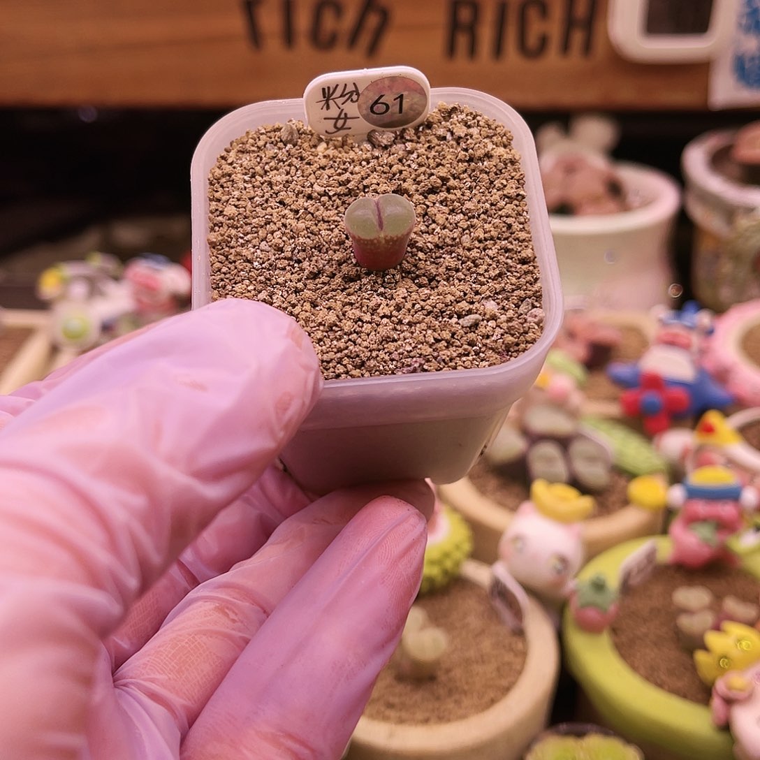 61号三年以上粉红女郎