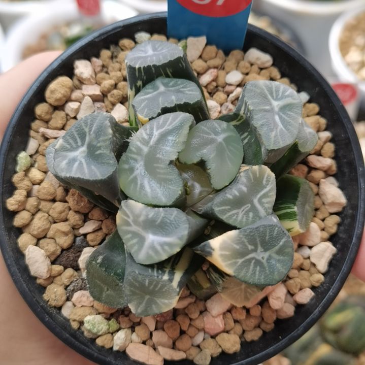 67号玉龙万象锦一物一拍带盆土发货