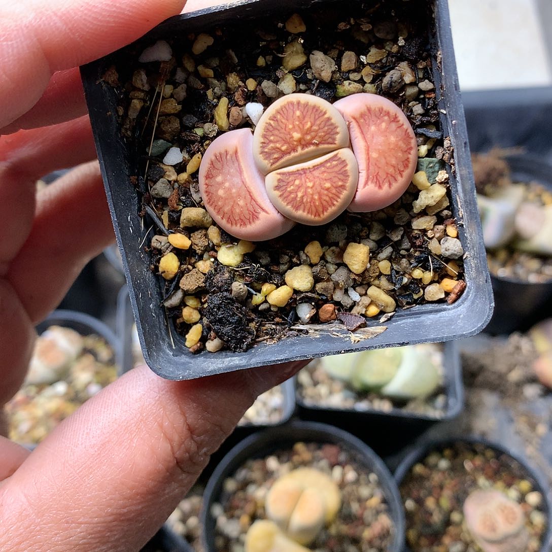 Y207多肉植物保护研究所