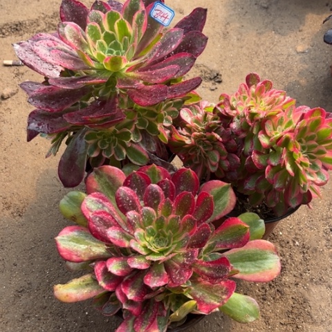 844多肉植物组合