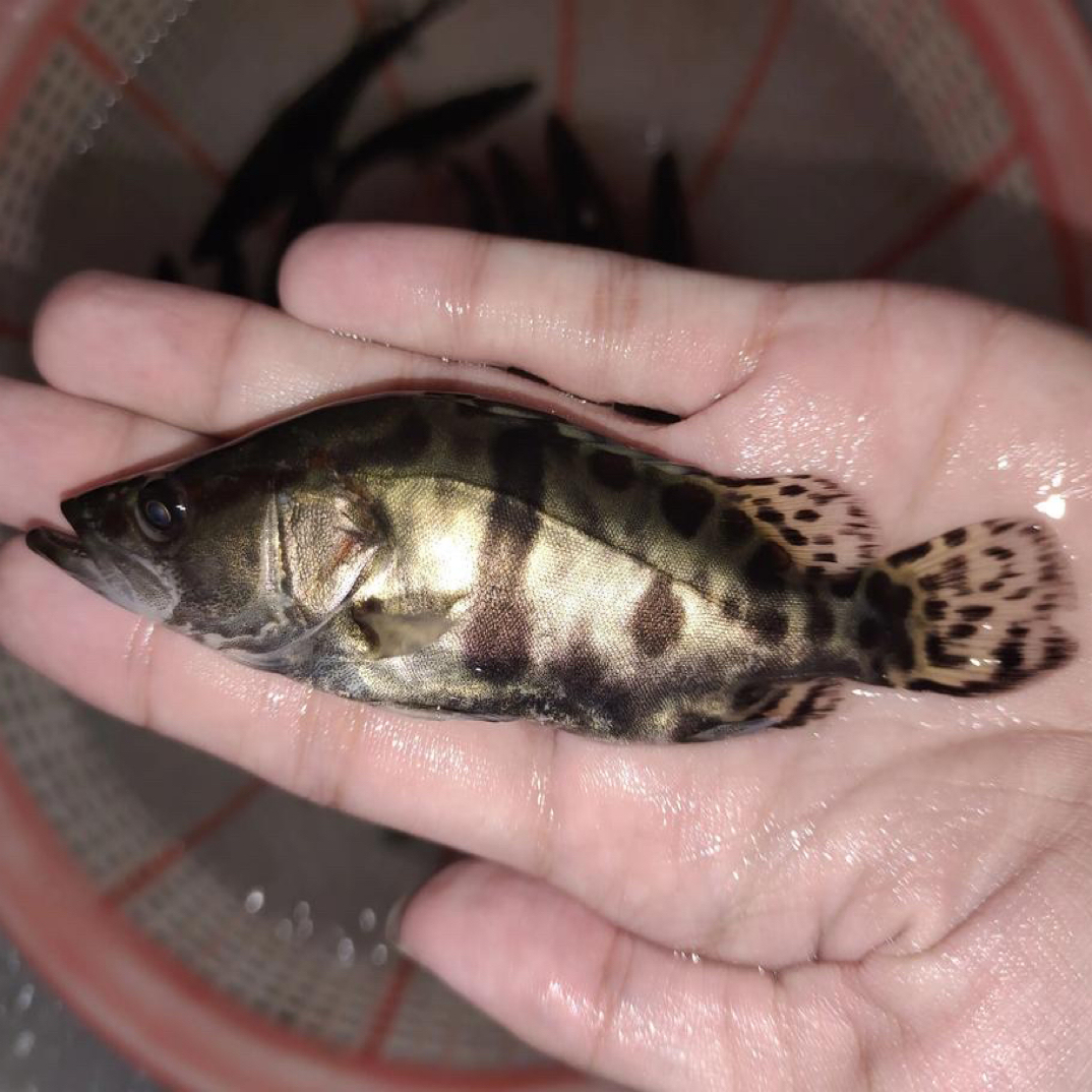 可观赏的淡水冷水养殖精品白鳜（翘嘴鳜）