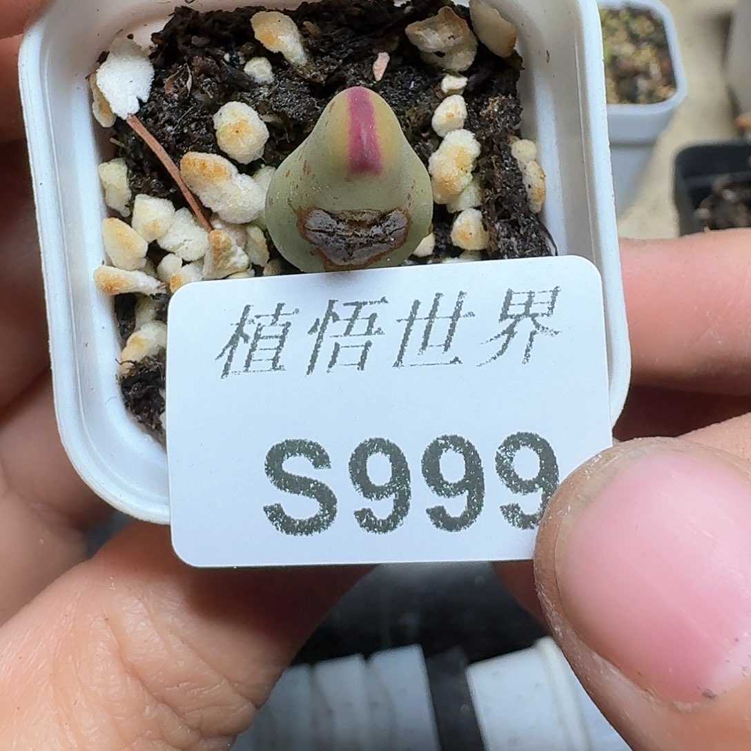 999号d r z w w c多肉植物哇