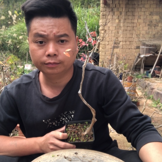 无花朵盆景盆栽（不退不换不包成活率）