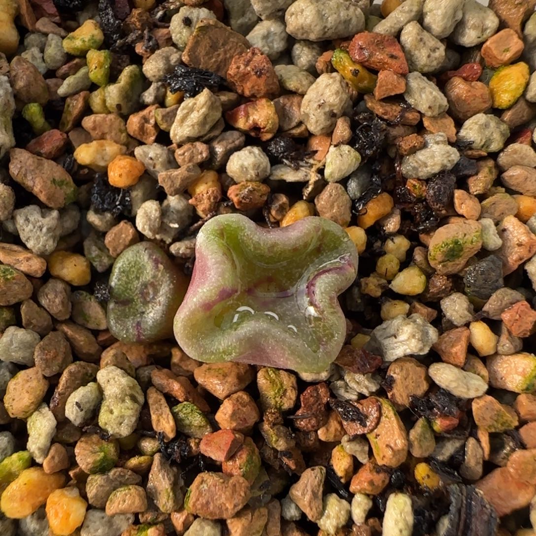 12-9-2-2当天满38包邮新品花瓣方碗1.4cm脱土