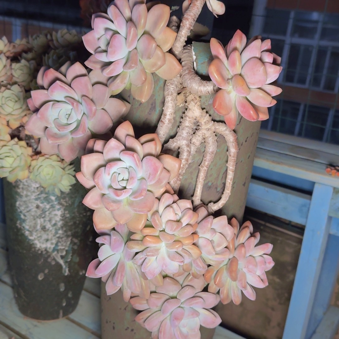 教***兽多肉植物的生长发育和