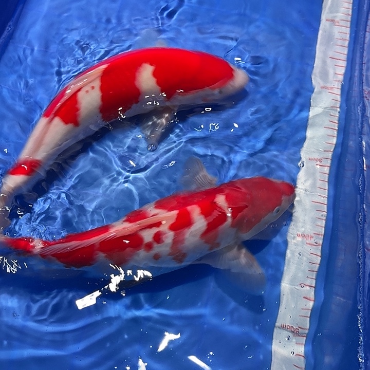 陇***所海水鱼漂亮的锦鲤精品俩尾