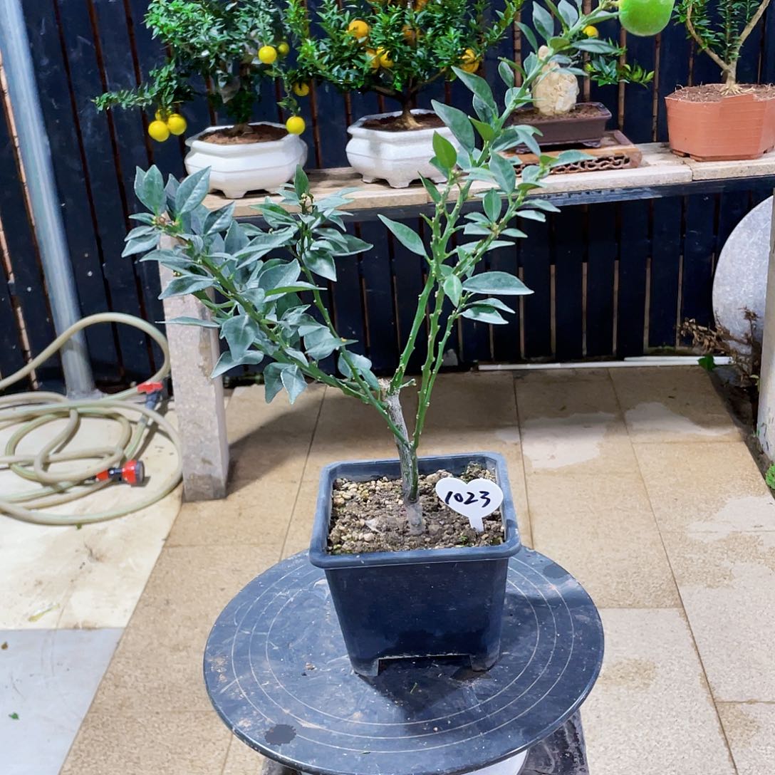 完全开放杀***空八房柑