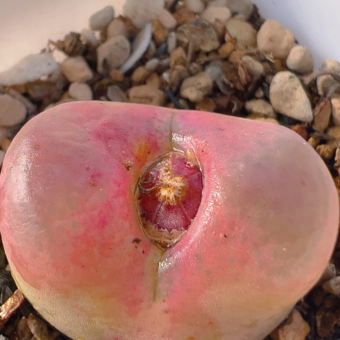 56多肉植物百科知识