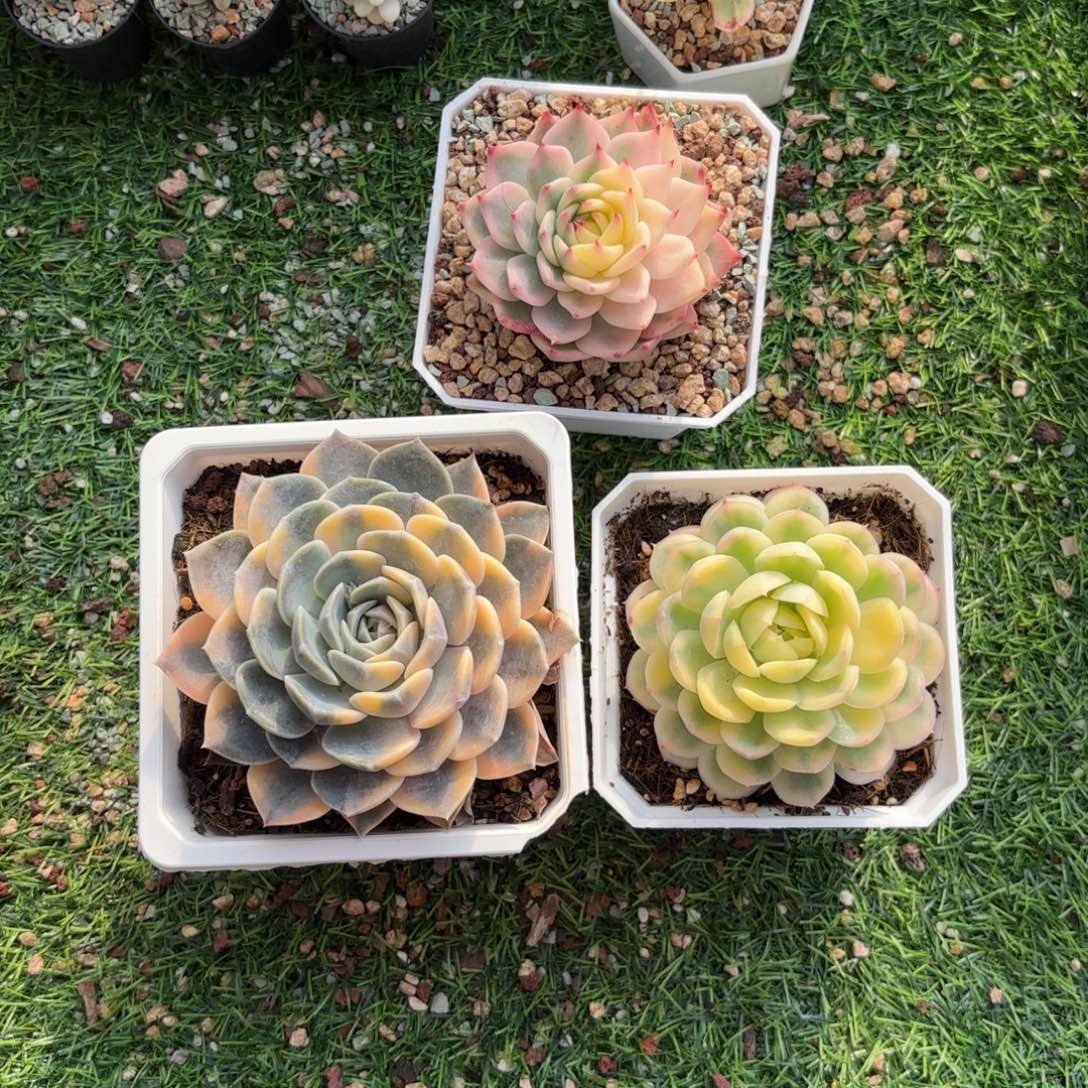 三颗一起带盆土发