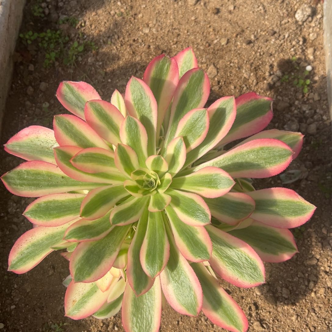 粉女巫多肉植物手捧