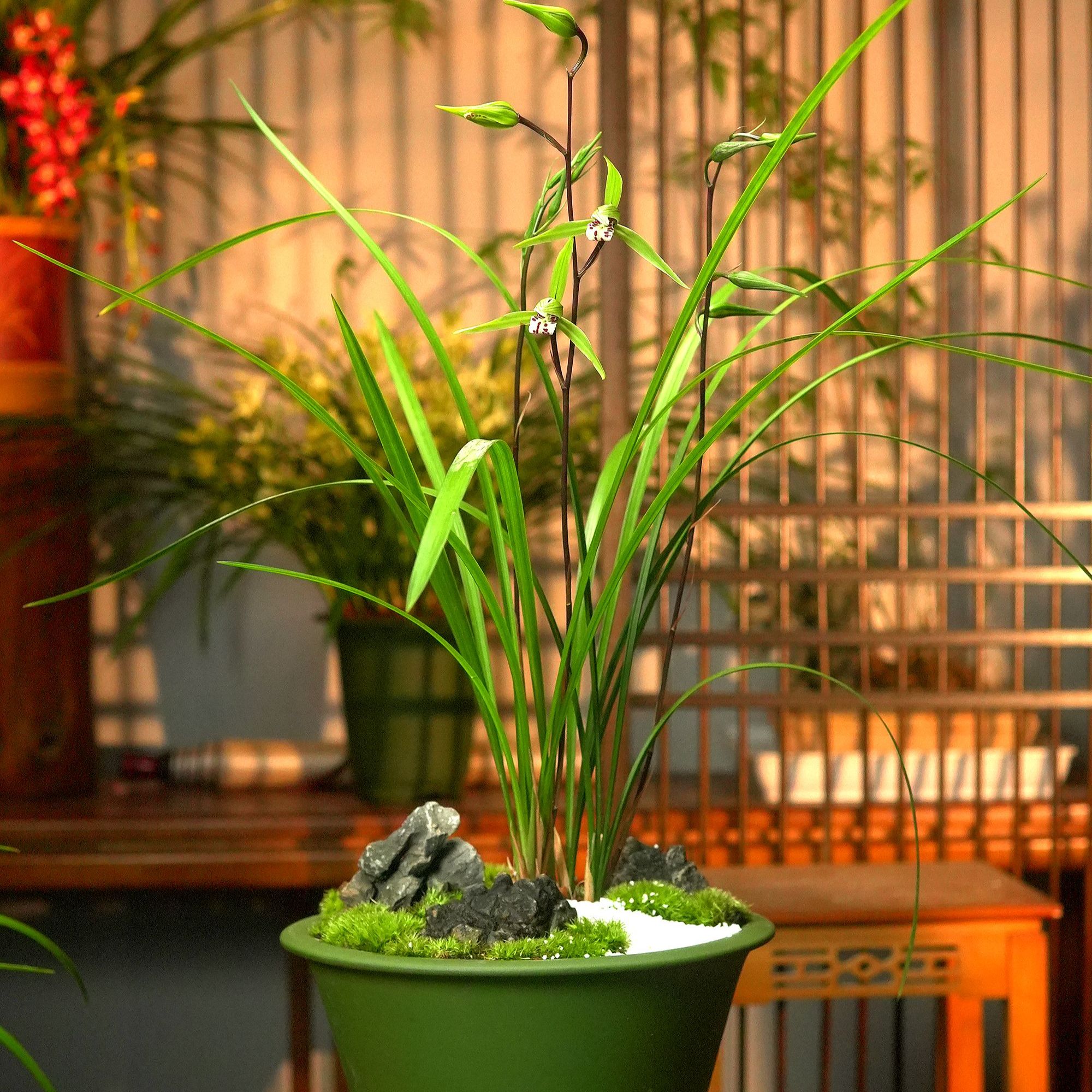 寒兰铭品【仙海翠燕】带高端紫砂泥花盆 幽香兰花 室内好养易活