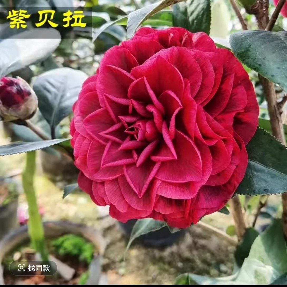 紫叶贝拉（一物一拍）