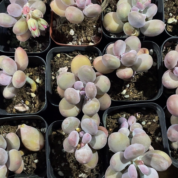 单头蛋黄奶2.8带盆土