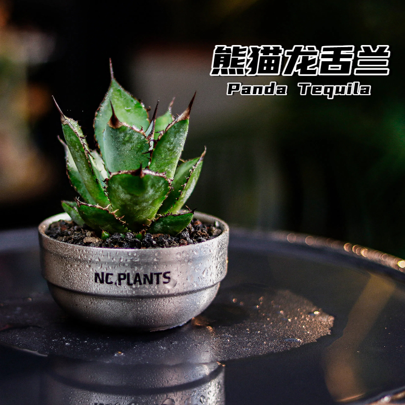 【NC.PLANTS 熊猫龙舌兰】新品浮力 | 带盆成品