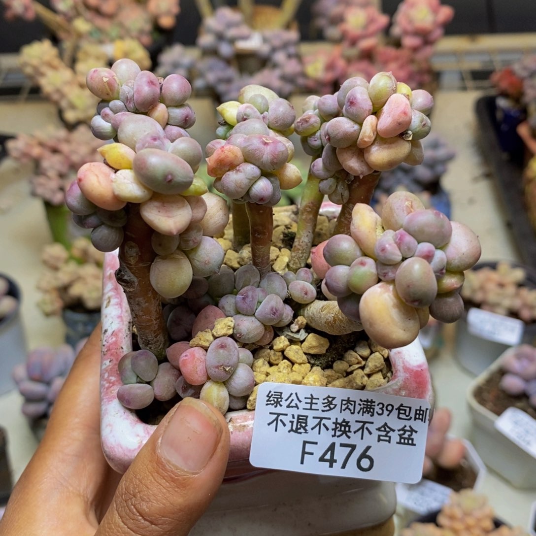 476苹果奶四代多肉8c m