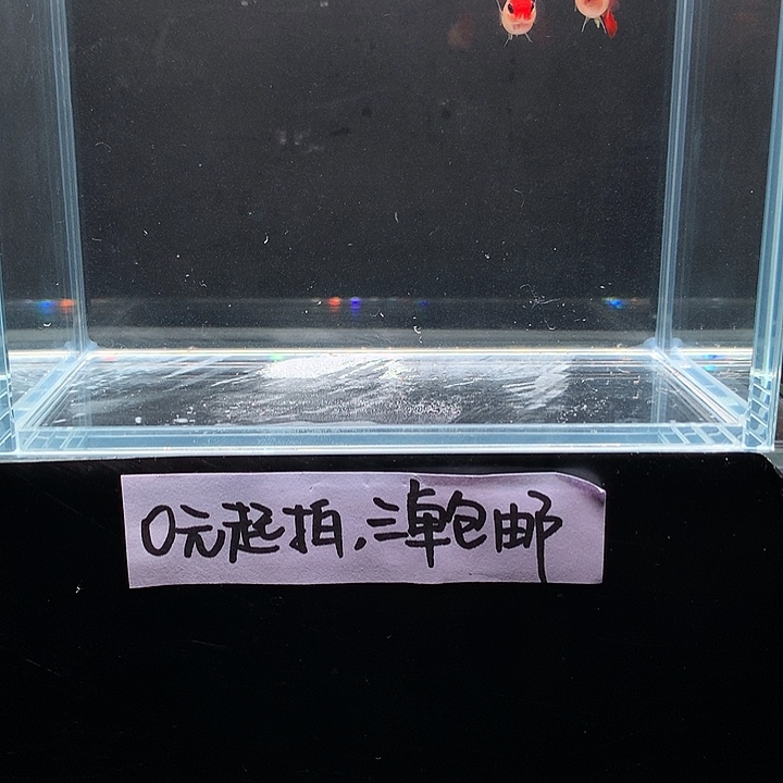 孔雀鱼深海兰玻璃猫一对