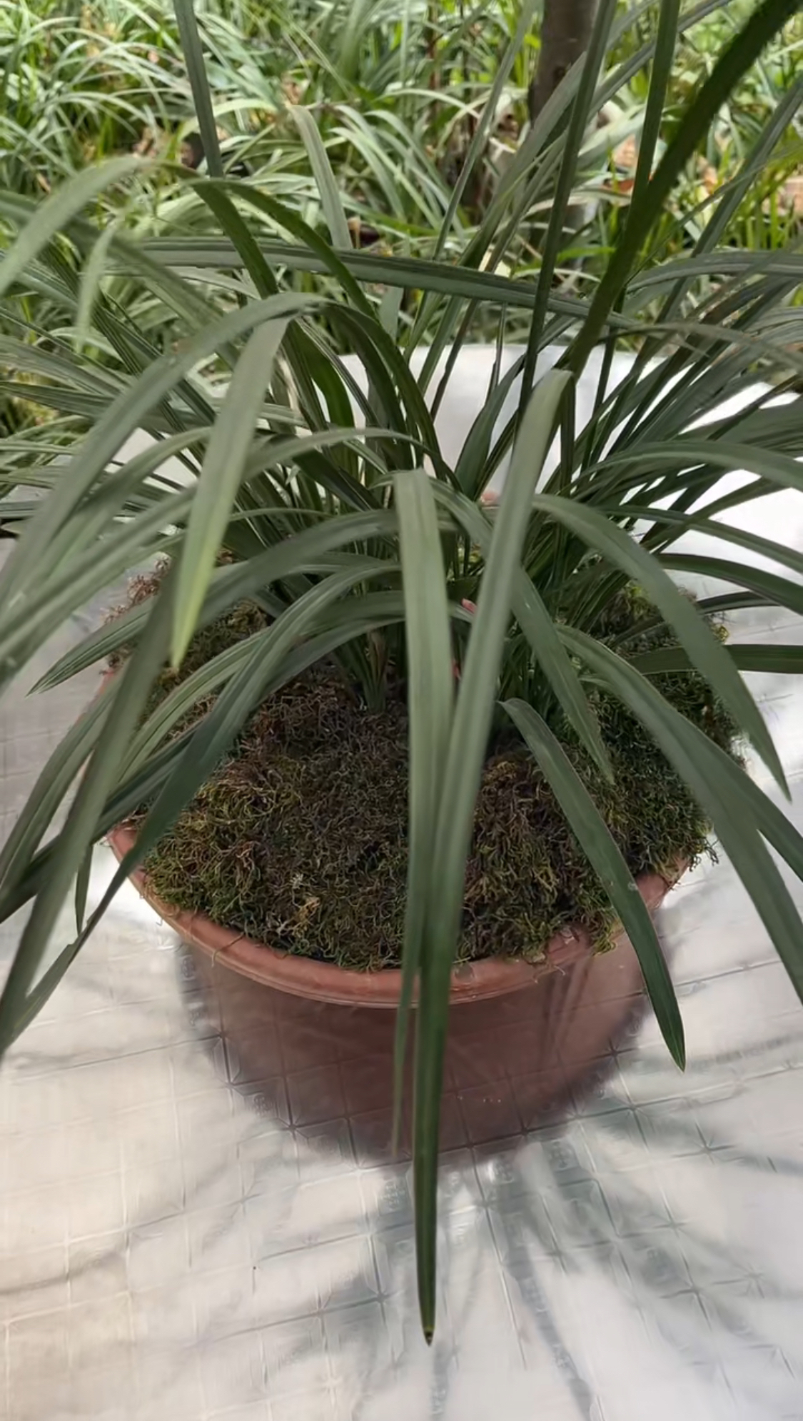 兰花，一手货源，如假包换，一盆18棵以上（发相似款）