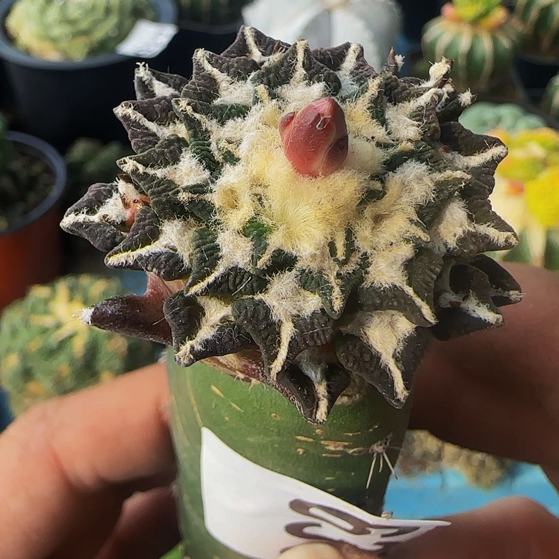 黑牡丹花636仙人球