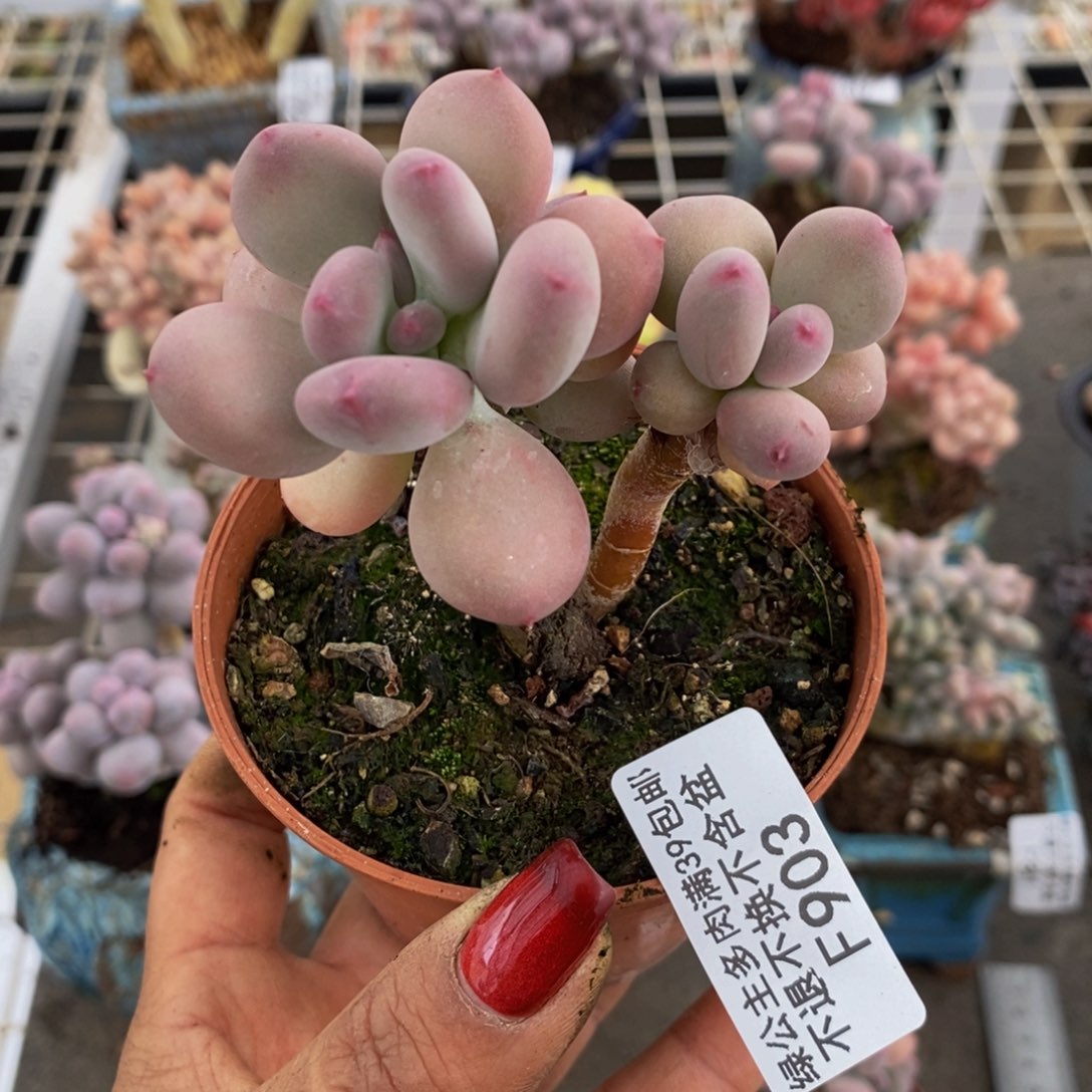 苹果奶903/6cm叶片发黄