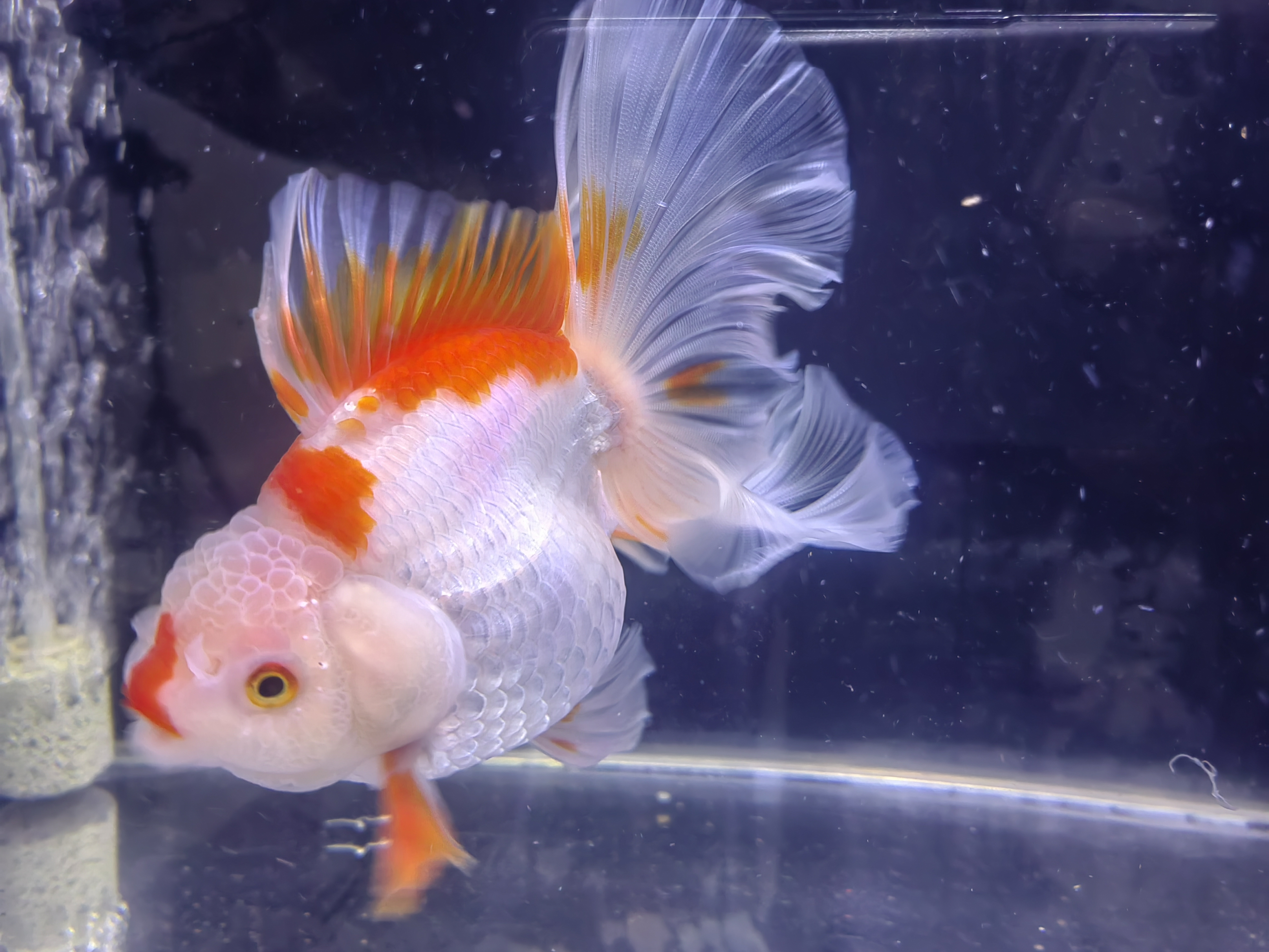 鸿运当头百褶泰狮金鱼活体冷水观赏鱼好养耐活淡水鱼招财