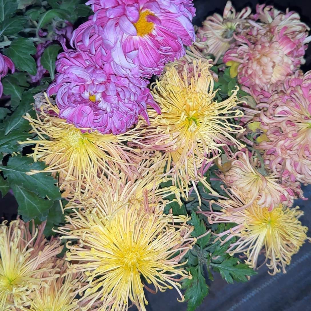 全部花朵N999999999