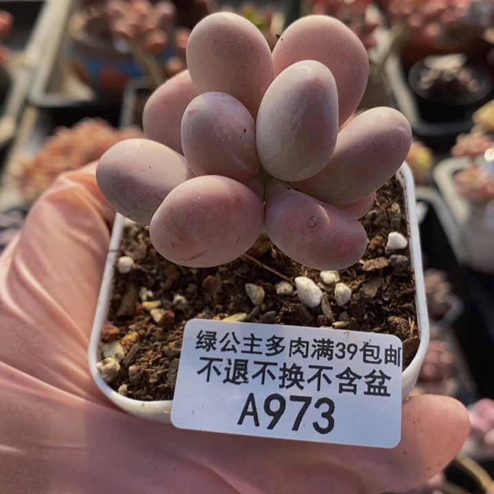 橙雪球973多肉植物