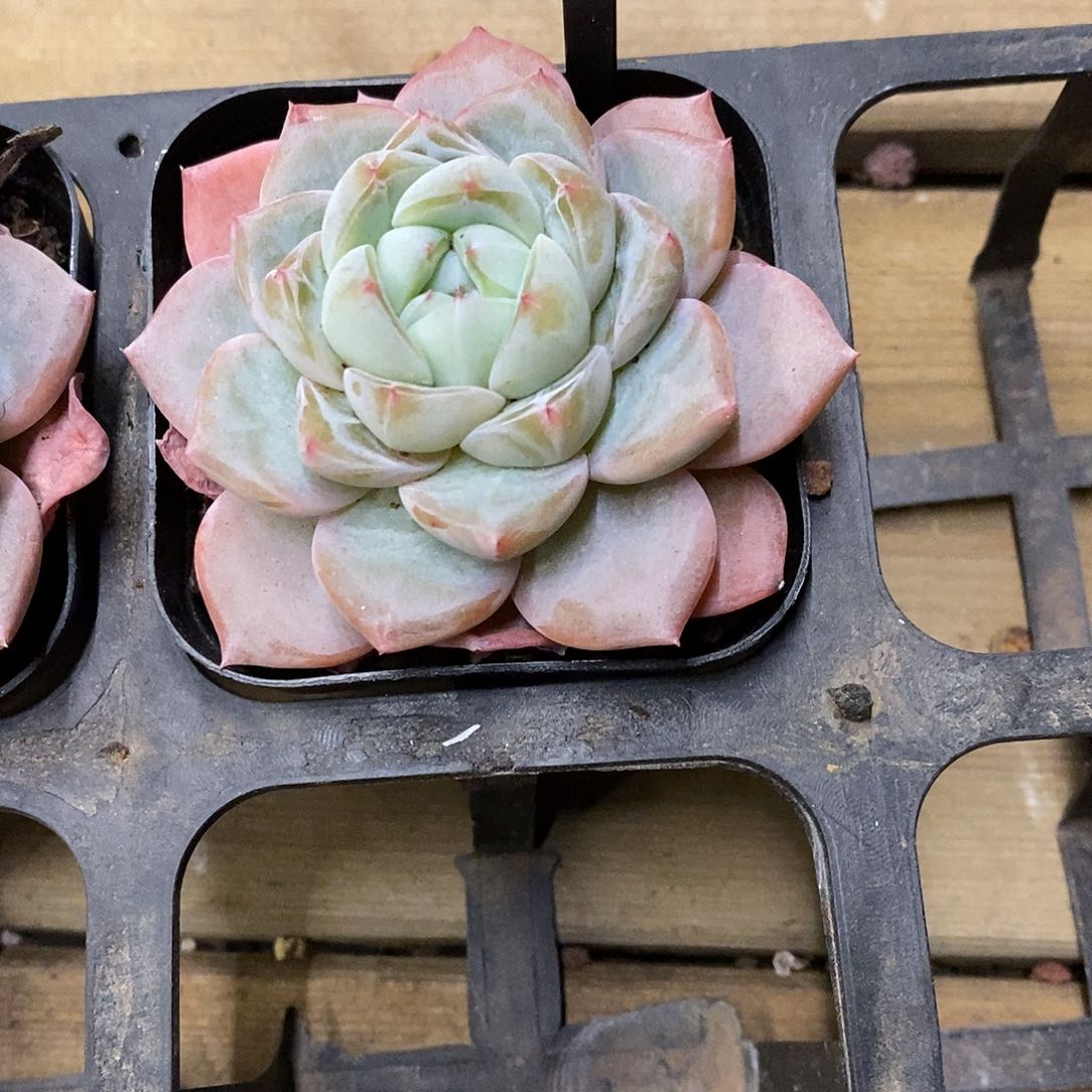 100。雪桃。福利多多