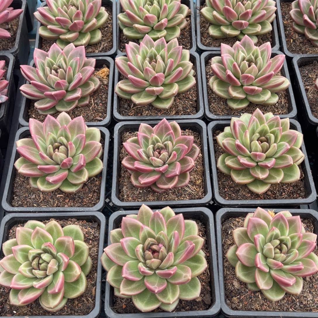 迷雾泡泡大单头多肉植物03