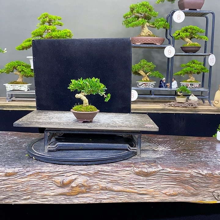 无花朵黄杨盆景四季常青不落叶