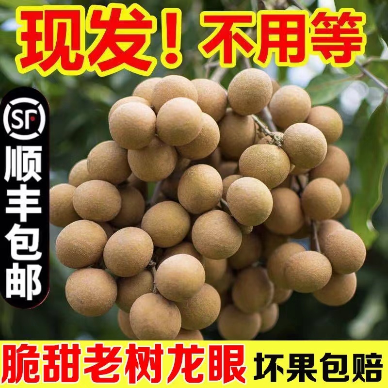 新鲜石硖龙眼5斤装彩箱【3斤送1斤】广东省高州龙眼脆甜爽口3斤包邮