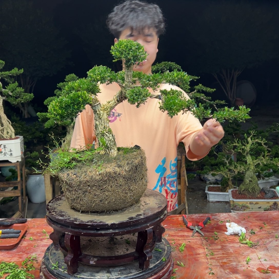 无花朵广东皱皮雀舌黄杨