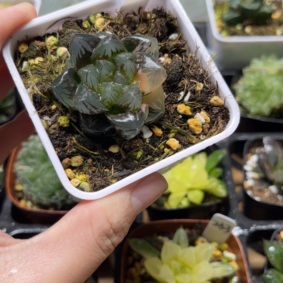 236龙爪玉露锦一物一拍