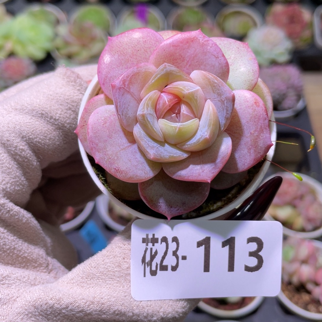 花利美23-113新品