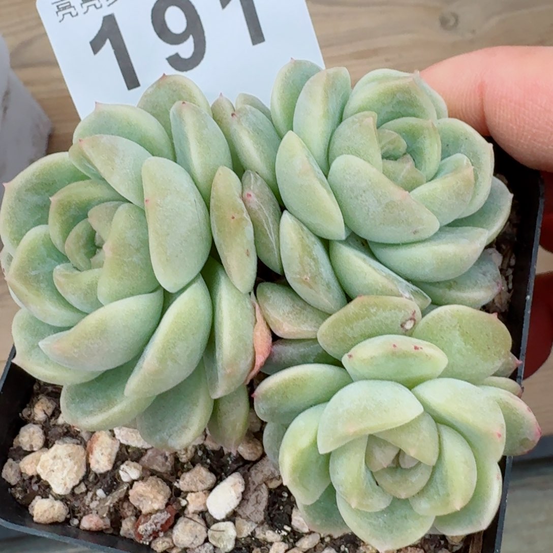 ?***控露香凝珍妮         精品多肉