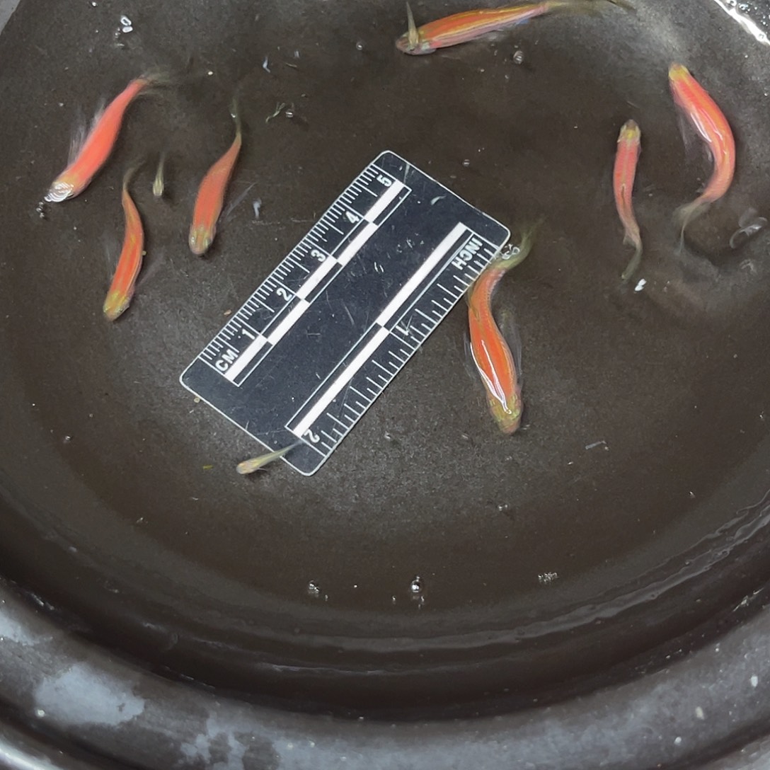 龙鱼1号哈哈哈哈哈哈
