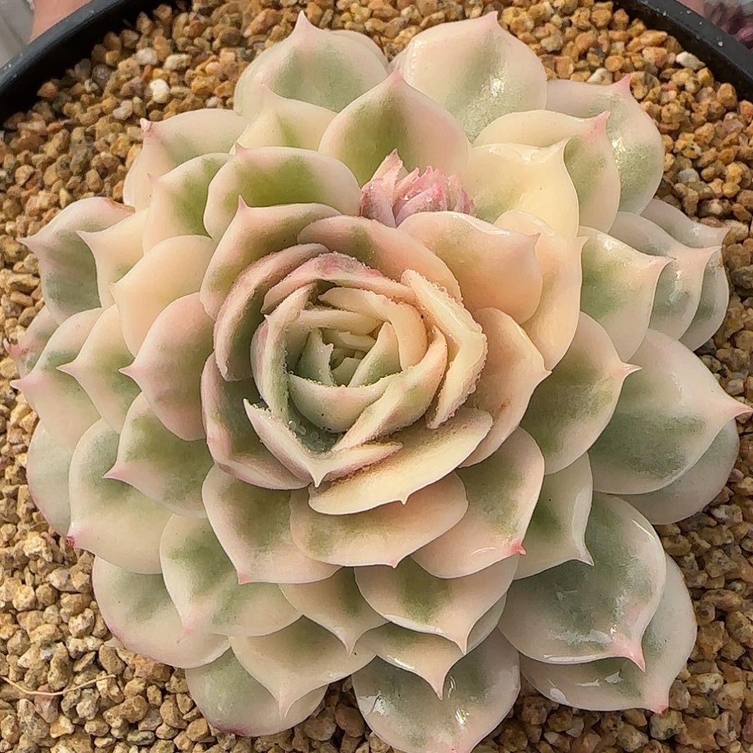 从前慢花园精选昂斯诺单头锦