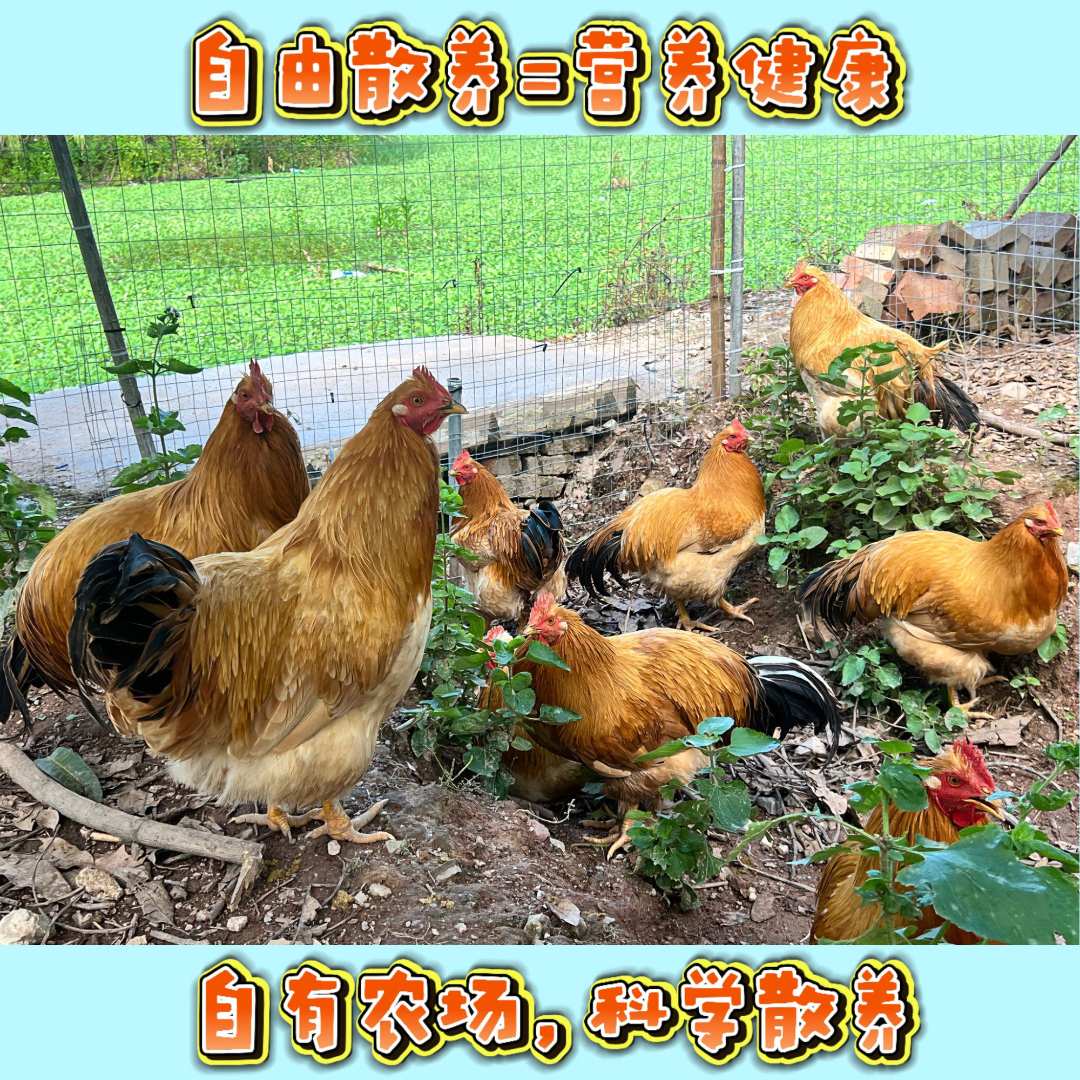 现场宰杀）广西三黄鸡阉鸡五谷杂粮散养一年左右京东/顺丰冷链包邮