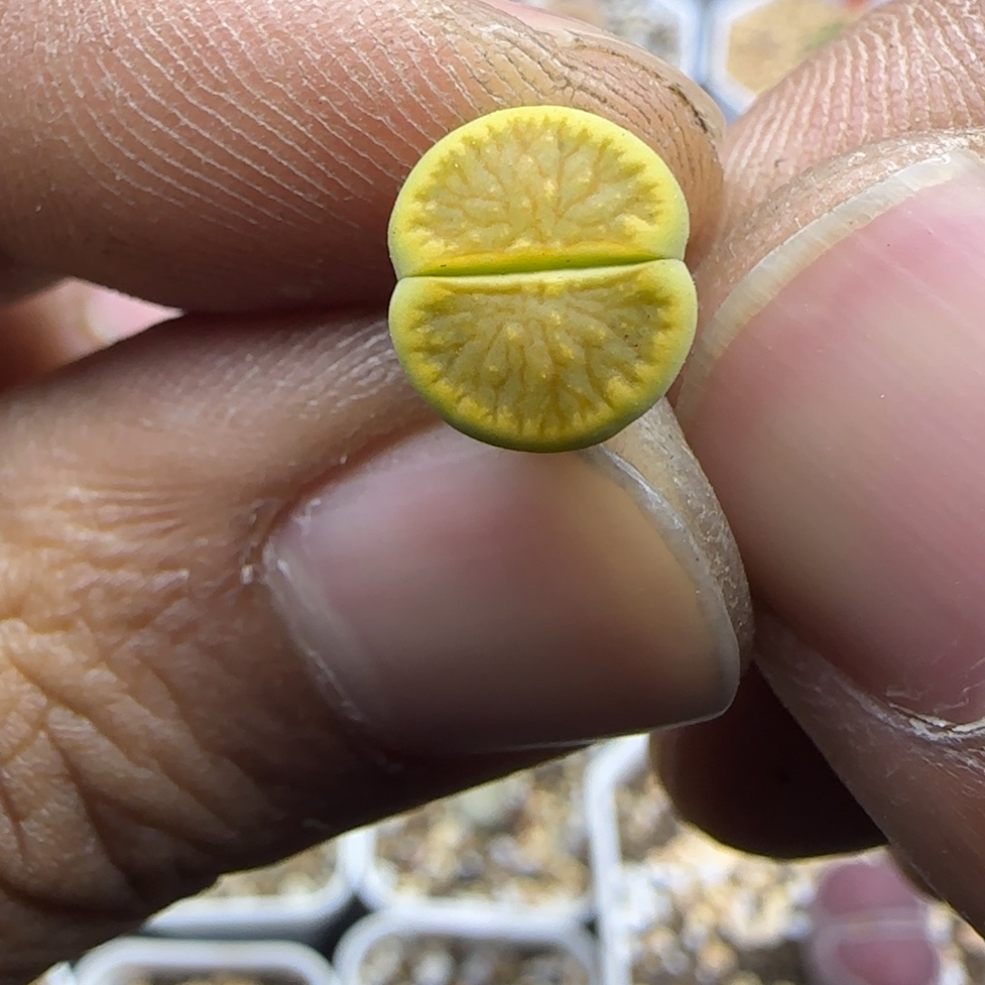 632 生石花大棚直播