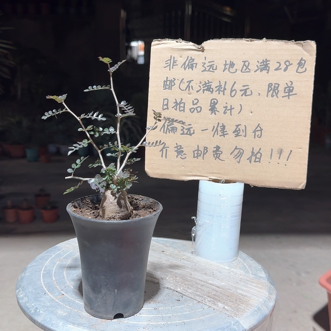 根插象足漆树一一一