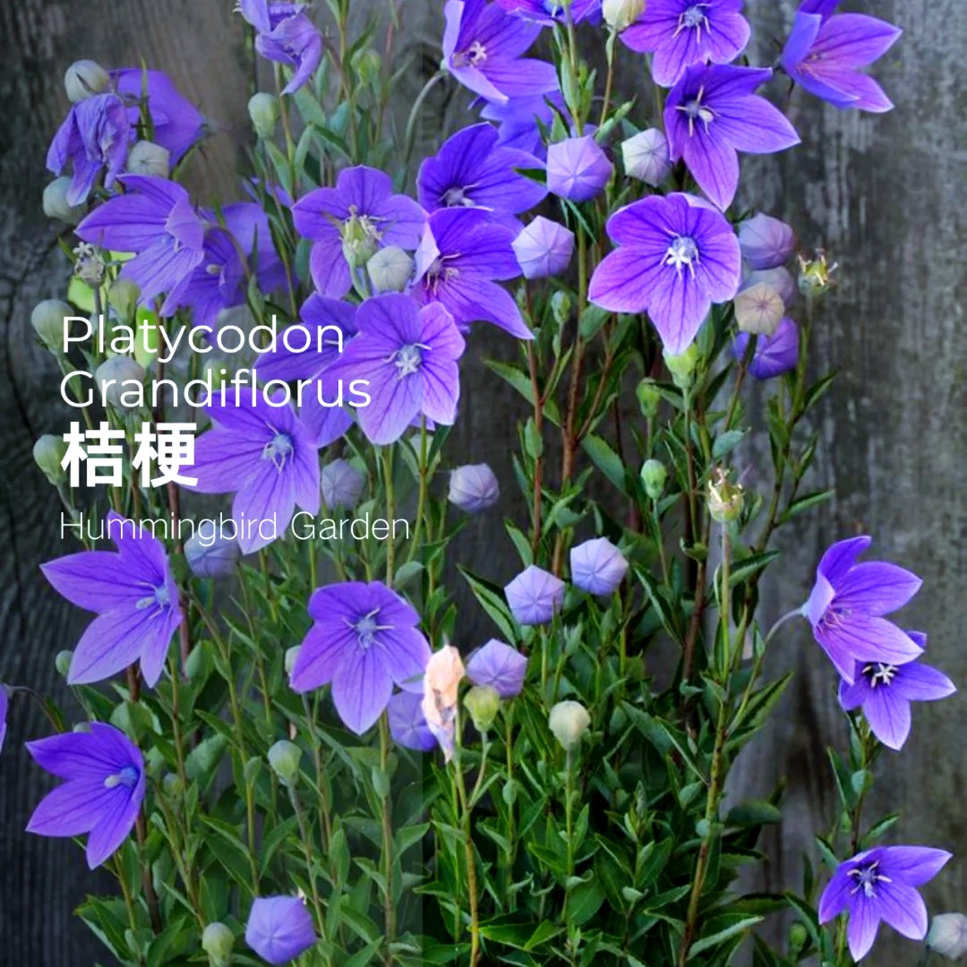 桔梗蓝紫色花（种子200粒）多年生可赏花根茎可食用