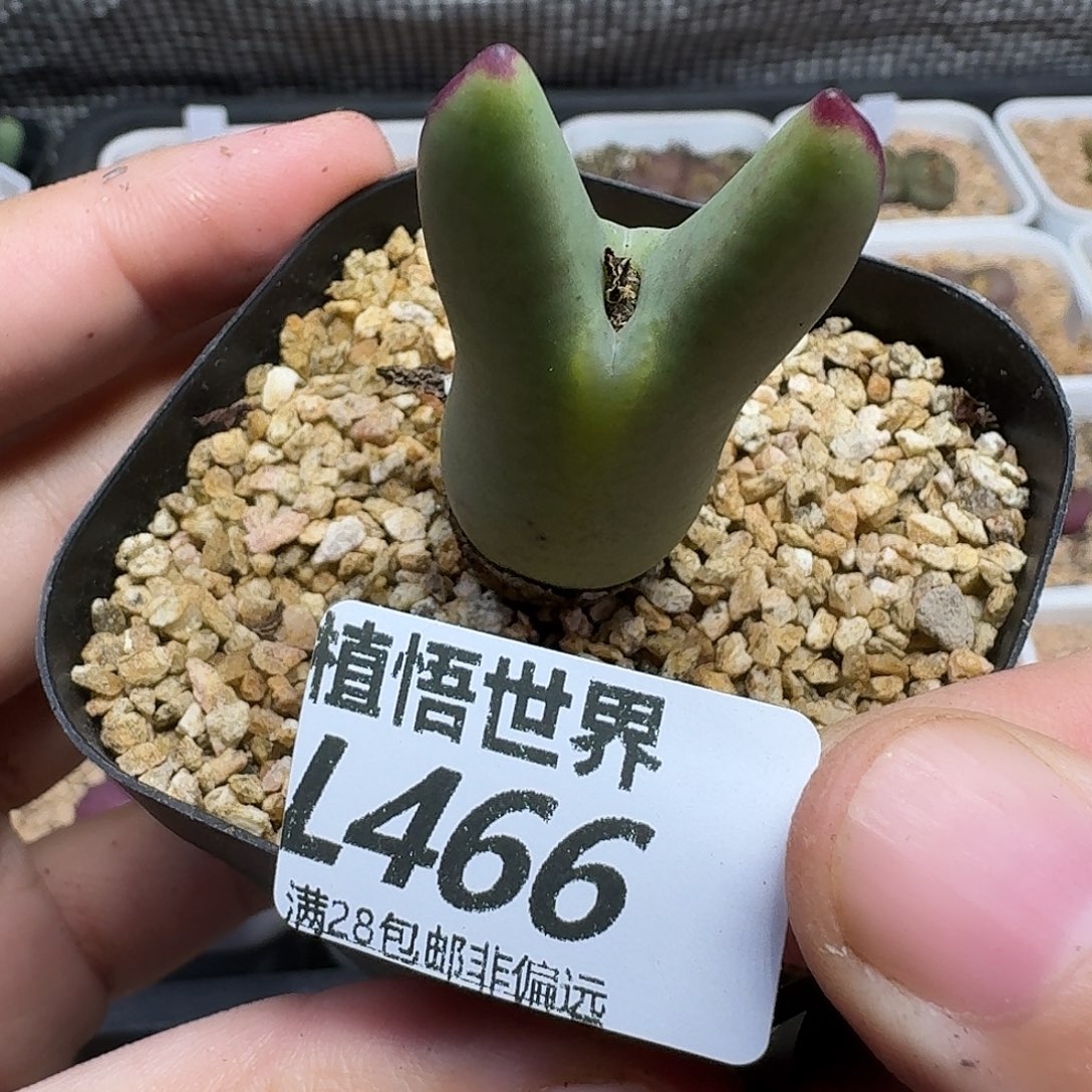 多肉植物的人生ghjj