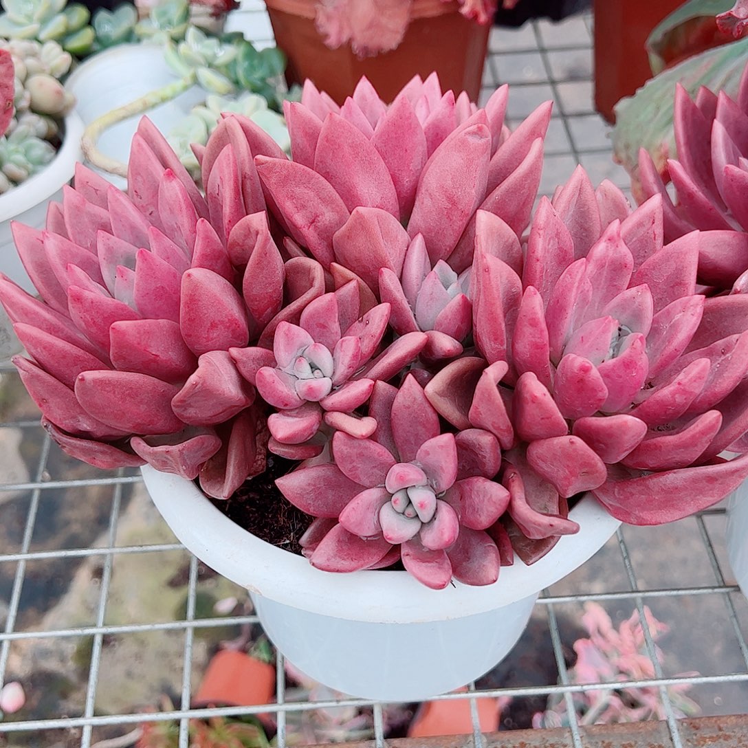 桃花源三大头起发超级大精品特价