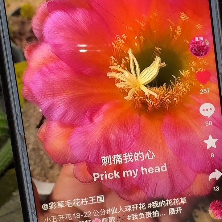 小丑高11公分毛花柱