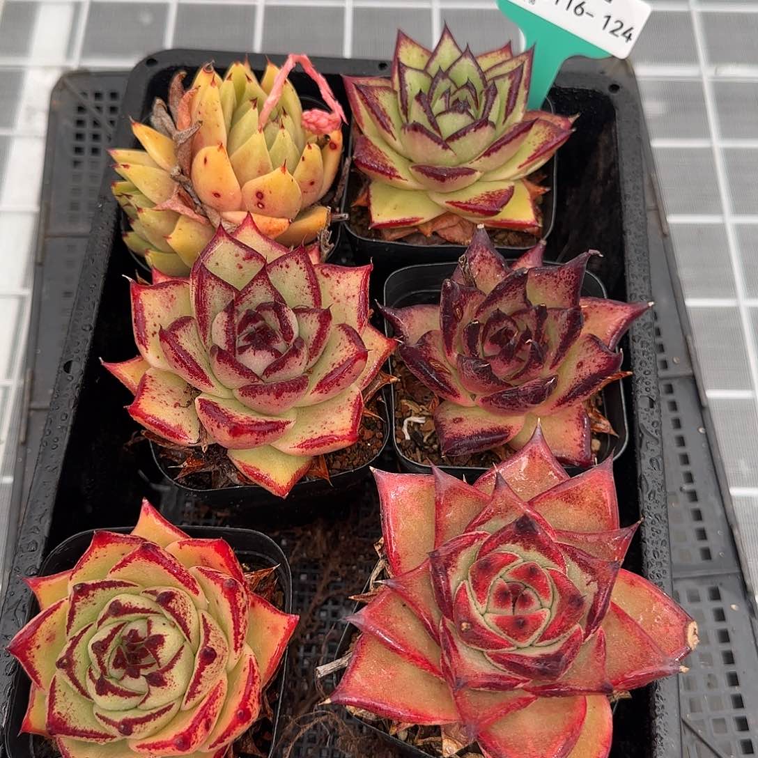 从前慢花园精选0116-124