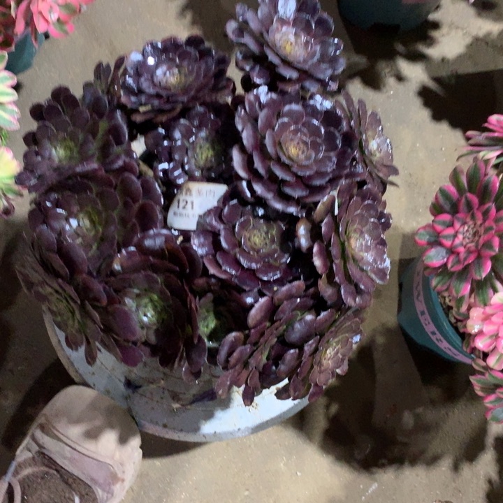 121黑萝莉多肉植物