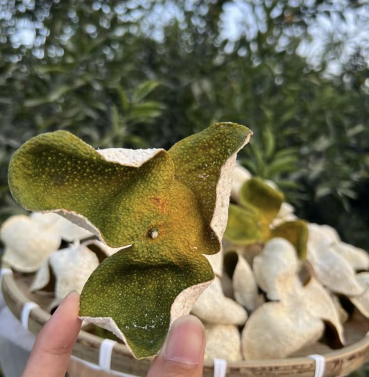 （小吴专属）以直播展示为主【广西浦北茶枝柑】源头批发