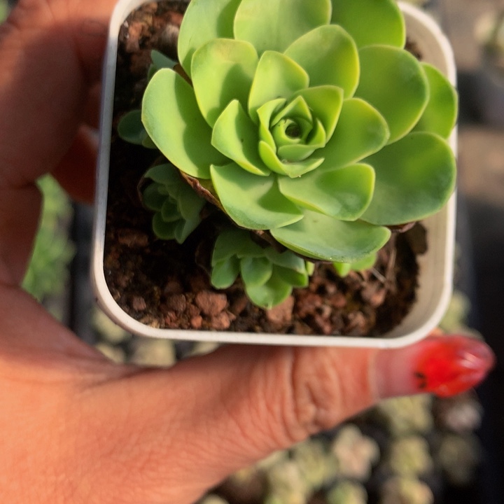 粉玫瑰 酒杯  （满9.99包邮不满9.99发叶子）