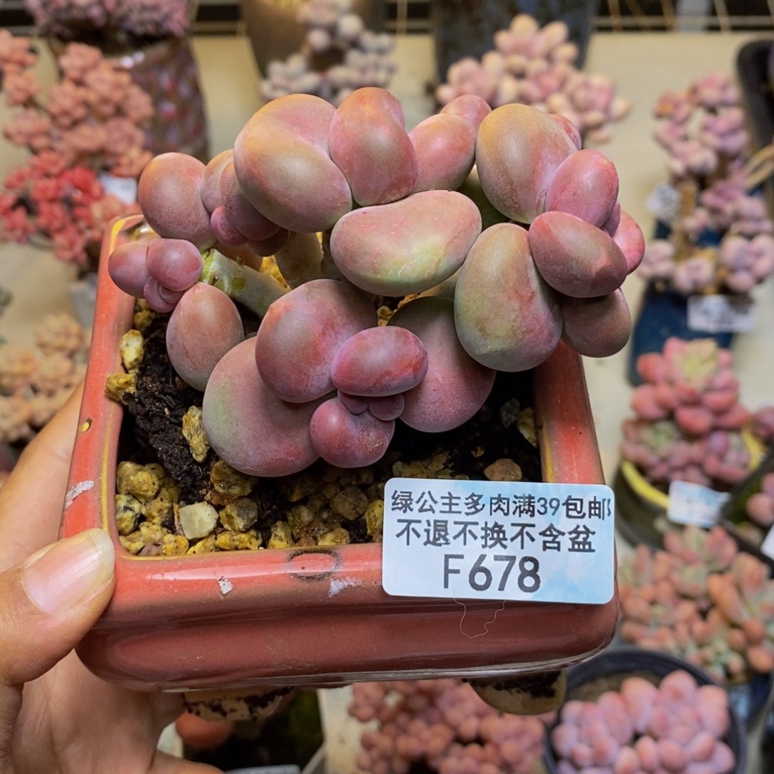 678芒果奶kk奶多肉8c m