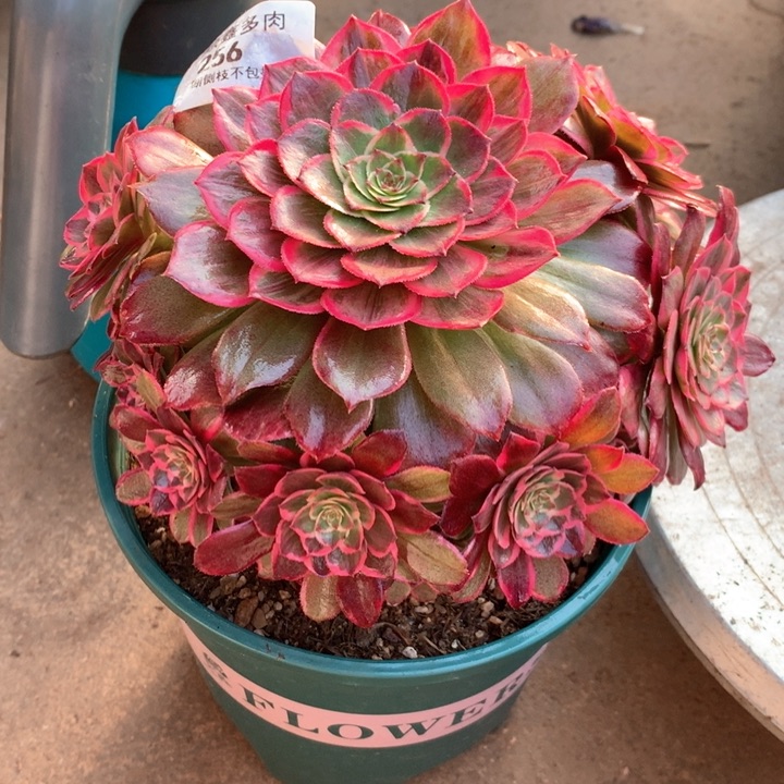 256莲花座多肉植物