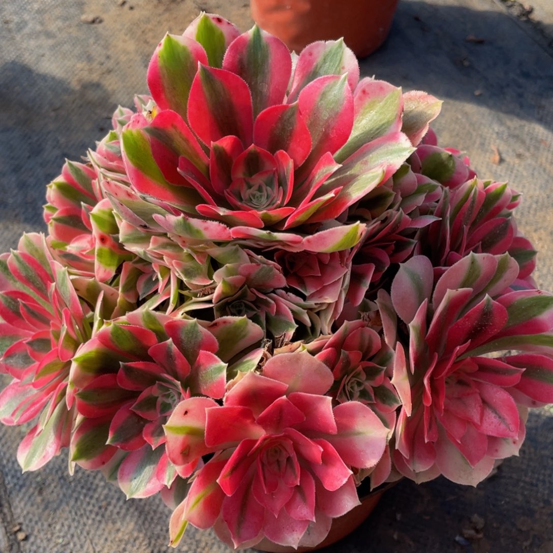 388粉女巫精品法师老桩